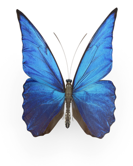 Blue Butterfly