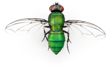 Fly