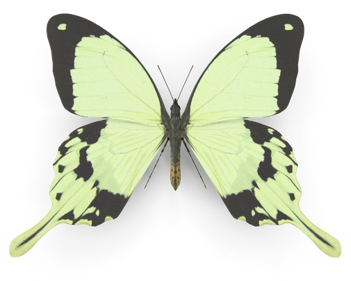 Green Butterfly