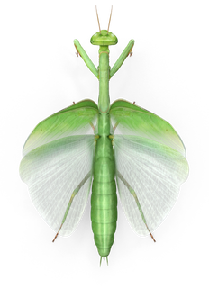 Mantis